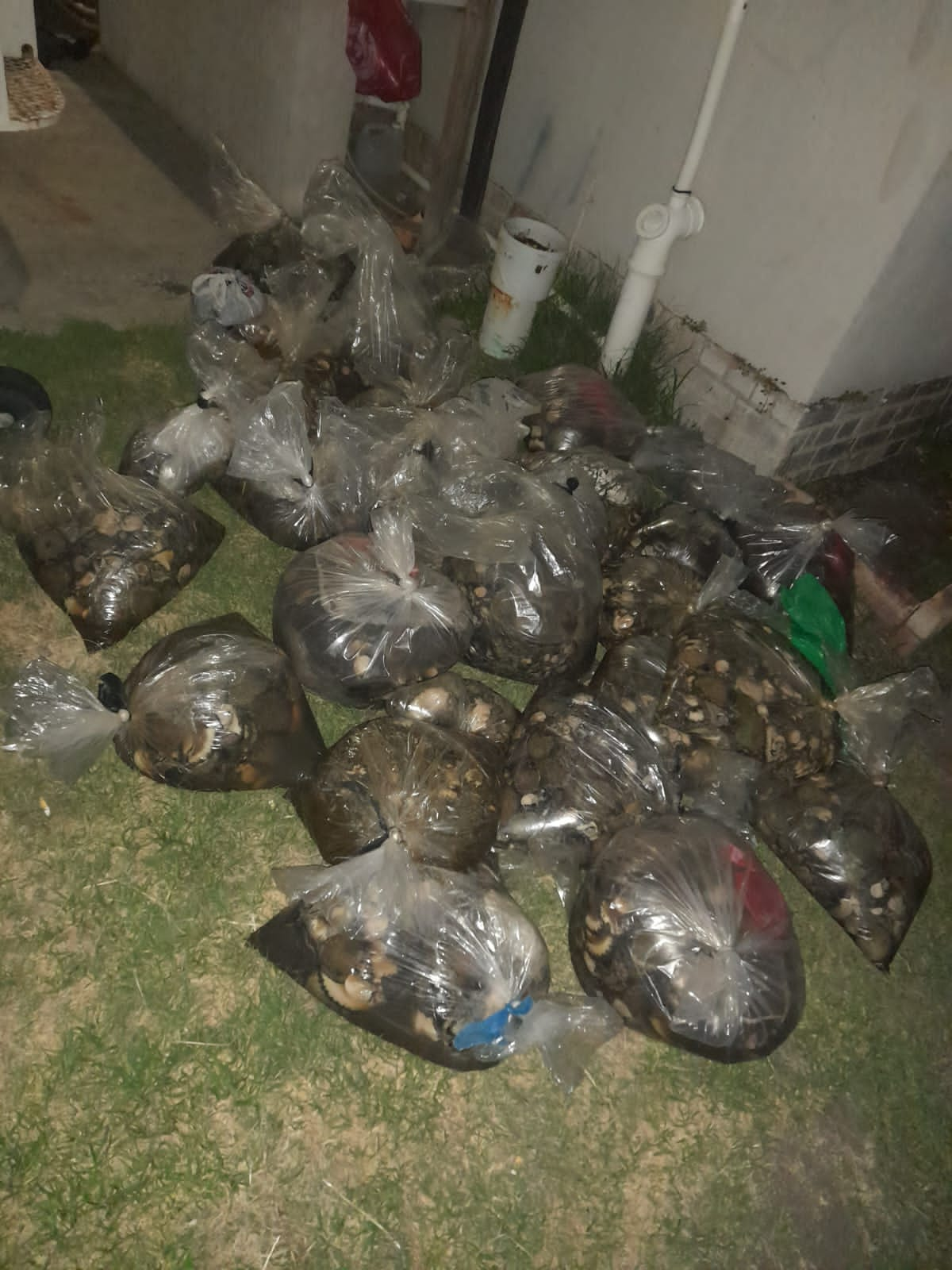 Suspect arrested for illegal possession of abalone