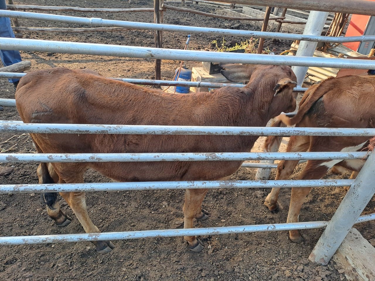 Nine suspects to appear in courts for different stock theft cases