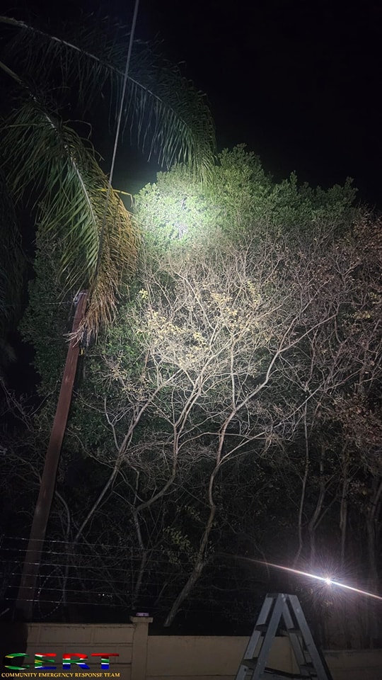 Cat rescued after it had been stranded in a tree for over 24 hours