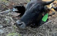 Bull rescued from a pit toilet in Redcliffe