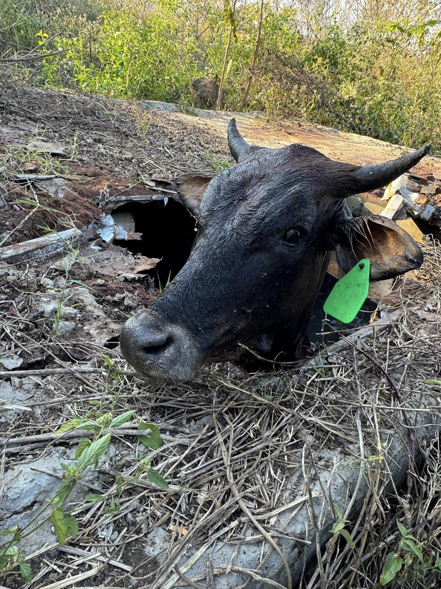 Bull rescued from a pit toilet in Redcliffe