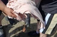 Two Egyptian Geese rescued from a crude oil bunker at Durban Harbour