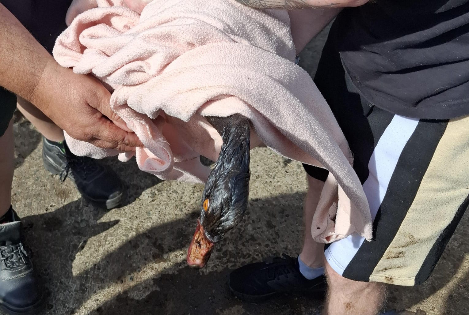 Two Egyptian Geese rescued from a crude oil bunker at Durban Harbour