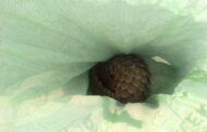 Take down operation secures arrest of suspects with endangered pangolin