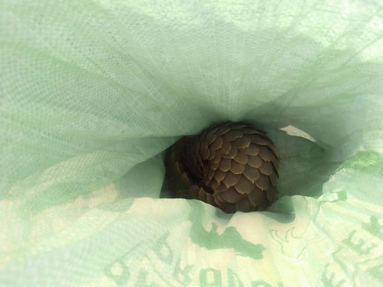 Take down operation secures arrest of suspects with endangered pangolin