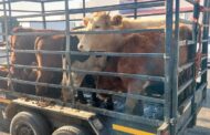 Stock theft suspects nabbed in the Joe Gqabi District