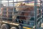 Stock theft suspects nabbed in the Joe Gqabi District