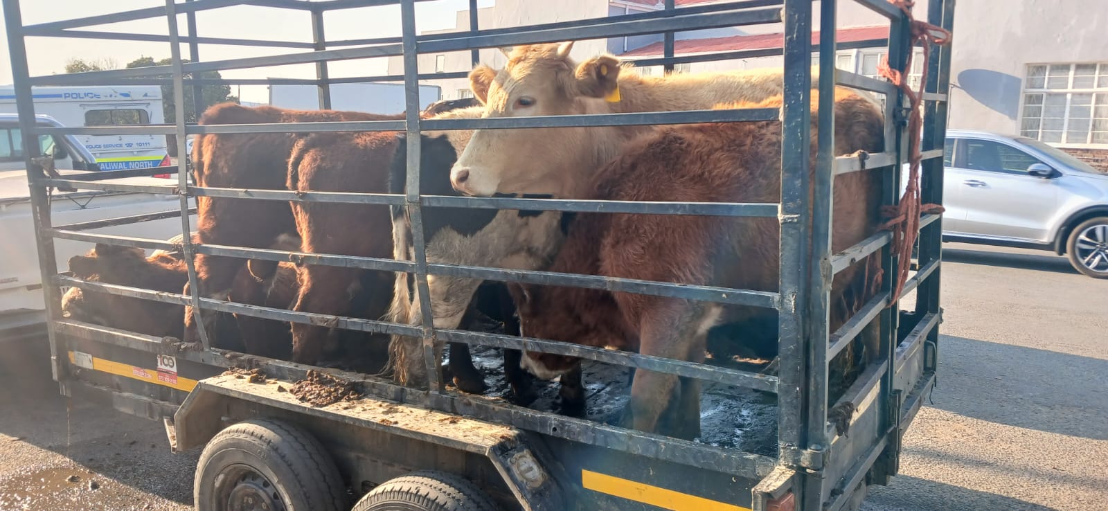 Stock theft suspects nabbed in the Joe Gqabi District