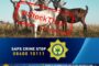 Western Cape Provincial Serious and Violent Crimes Unit probe death of three men in Delft