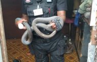 1.8 Meter Black Mamba found in a home in Canelands