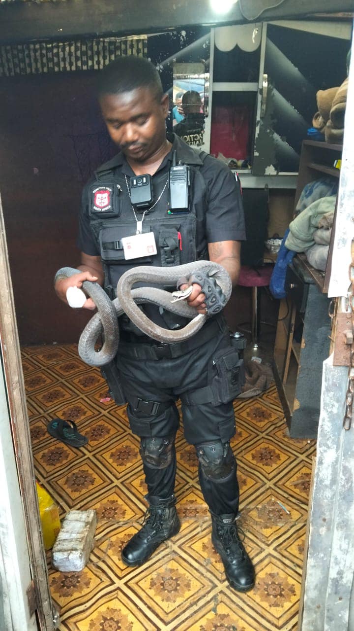 1.8 Meter Black Mamba found in a home in Canelands