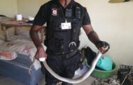 1.2 Meter Mozambican Spitting Cobra captured in Hilltop