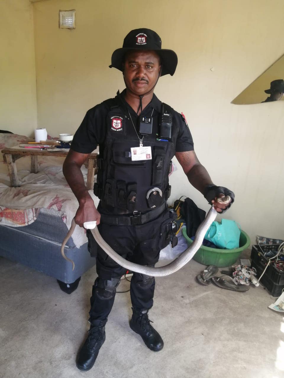 1.2 Meter Mozambican Spitting Cobra captured in Hilltop