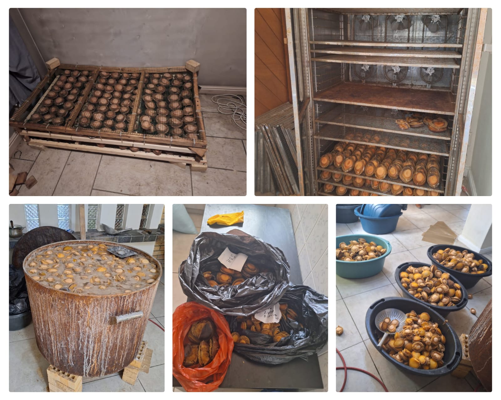 Operation Restore members seize abalone estimated at about R700 000,00 in Table View