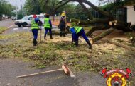 Fallen tree reported on Highway Street in Florida