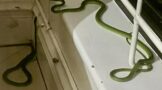 Two snakes captured in a bedroom in Lotusville