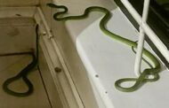 Two snakes captured in a bedroom in Lotusville