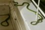 Two snakes captured in a bedroom in Lotusville