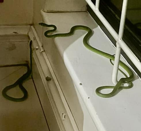 Two snakes captured in a bedroom in Lotusville