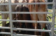 Suspect arrested for possession of suspected stolen cattle