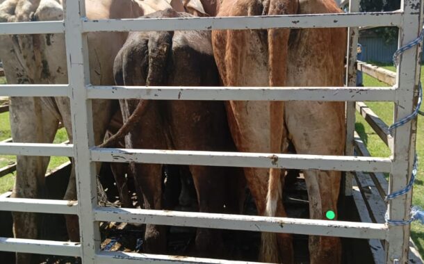 Suspect arrested for possession of suspected stolen cattle