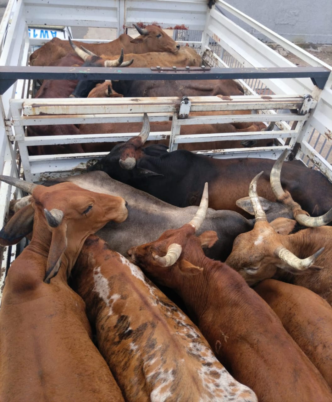 Joint Operation Vala Umgodi roleplayers arrest suspect in possession of suspected stolen livestock