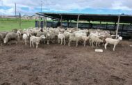 Suspects arrested for possession of suspected stolen sheep and unlicensed firearms