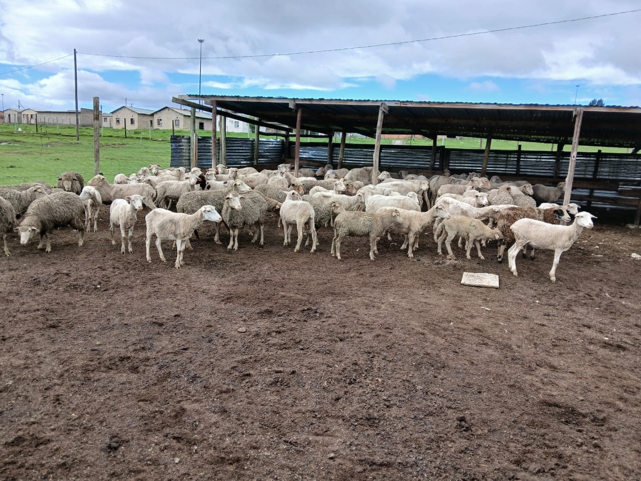 Suspects arrested for possession of suspected stolen sheep and unlicensed firearms