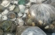 Police detain two suspects for the possession of abalone worth R1,3 million