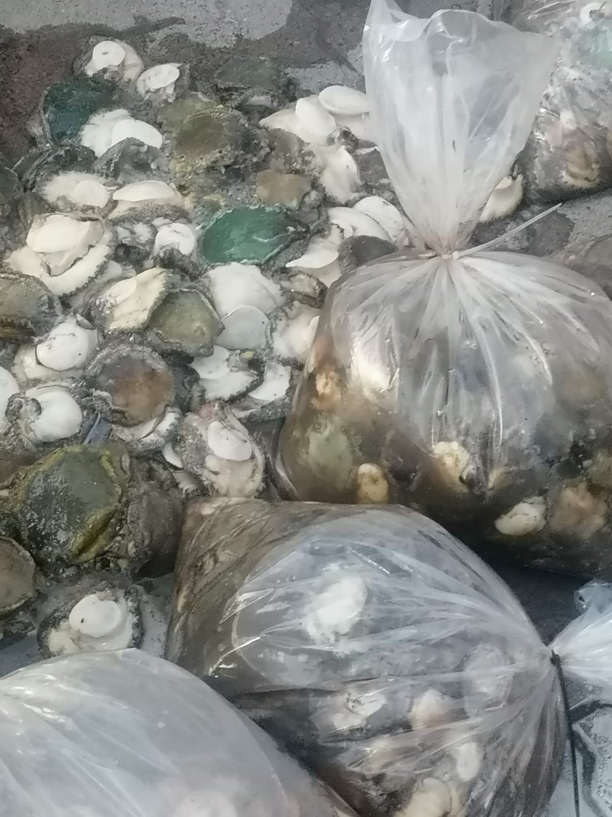 Police detain two suspects for the possession of abalone worth R1,3 million