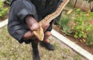 Snake Captured In Garden: Ballito - KZN