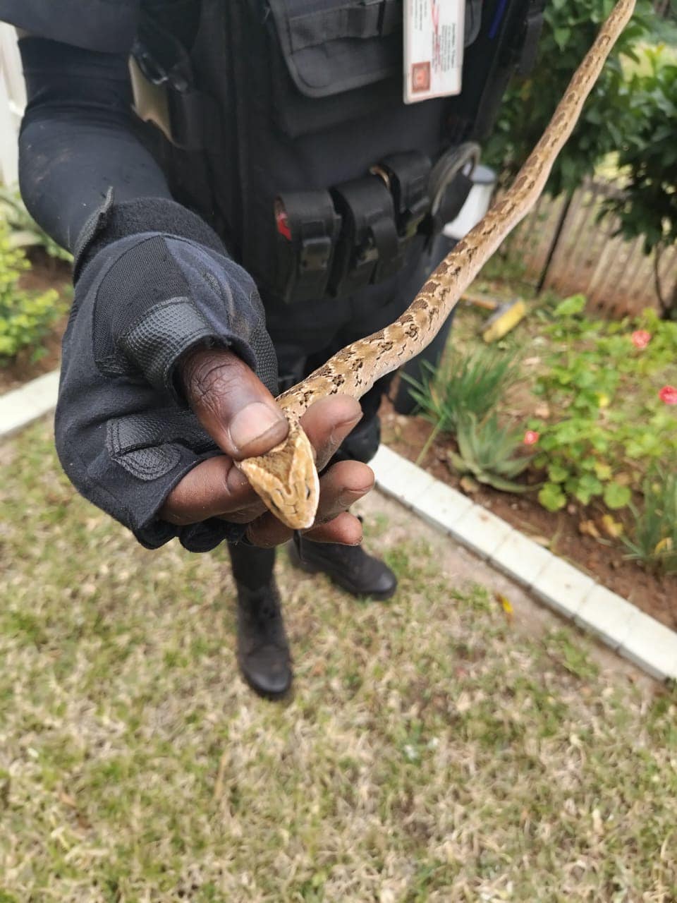 Snake Captured In Garden: Ballito - KZN