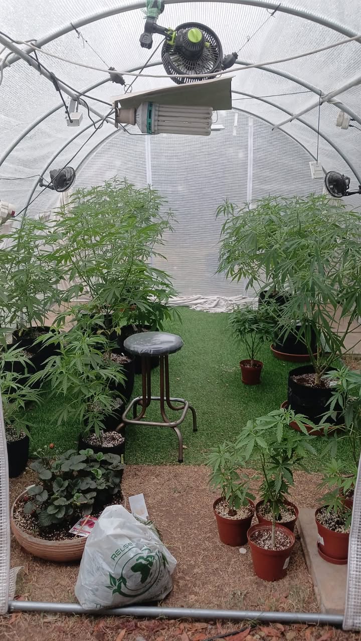 Hawks secure arrest following the discovery of a hydroponic dagga laboratory