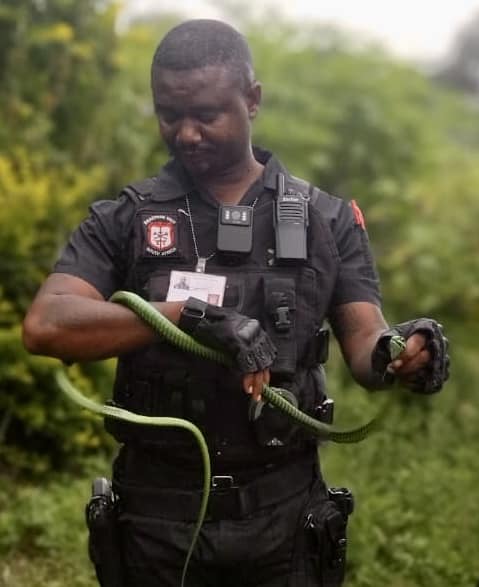 1.8m Boomslang captured in Osindisweni