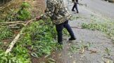 Fallen tree removed to clear the roadway for motorists on Peter Brown Drive in Pietermaritzburg