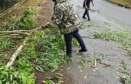 Fallen tree removed to clear the roadway for motorists on Peter Brown Drive in Pietermaritzburg