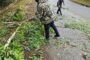 Fallen tree removed to clear the roadway for motorists on Peter Brown Drive in Pietermaritzburg