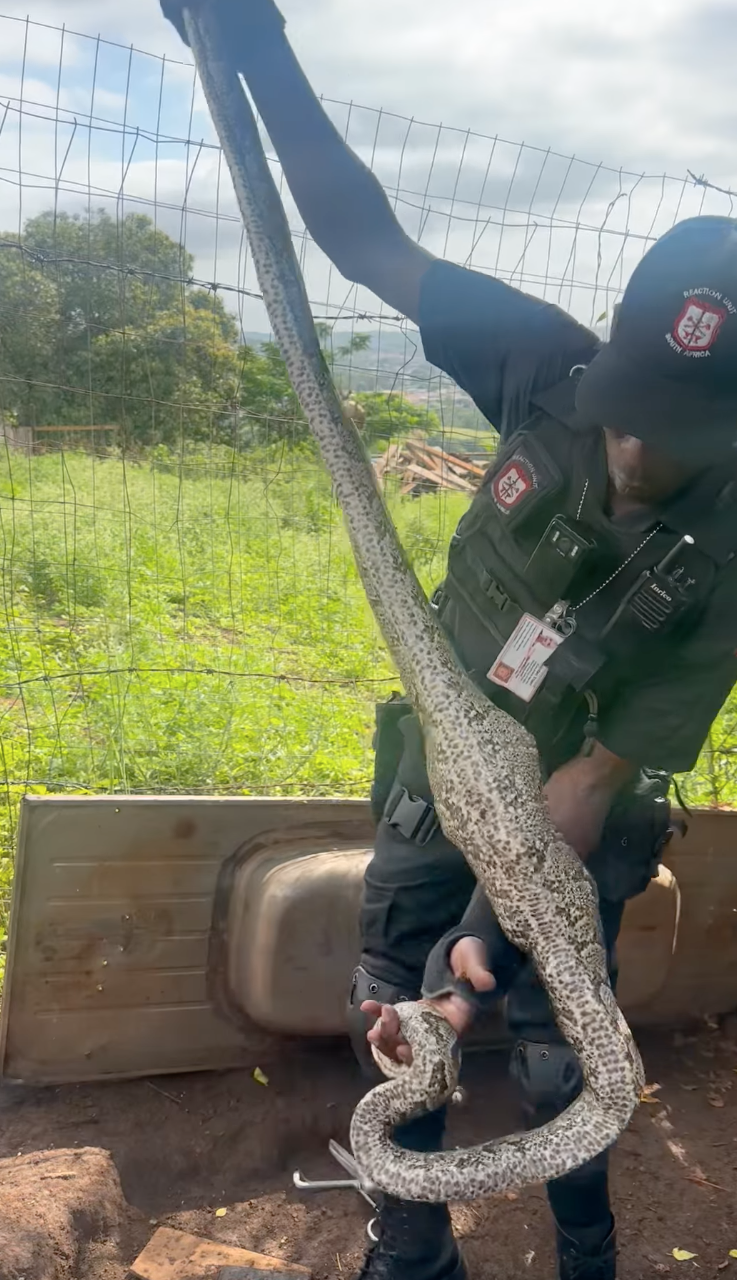 Python captured after killing two ducks in Buffelsdraai