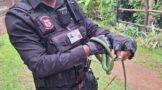 1.5 Meter Boomslang captured in Brindhaven