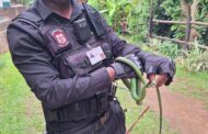 1.5 Meter Boomslang captured in Brindhaven