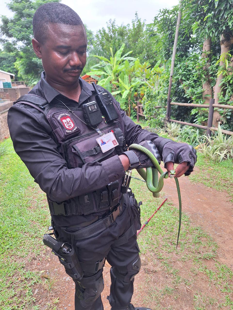 1.5 Meter Boomslang captured in Brindhaven