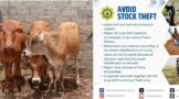 Mokopane stock theft unit impound three cattle and call for owners to come forth