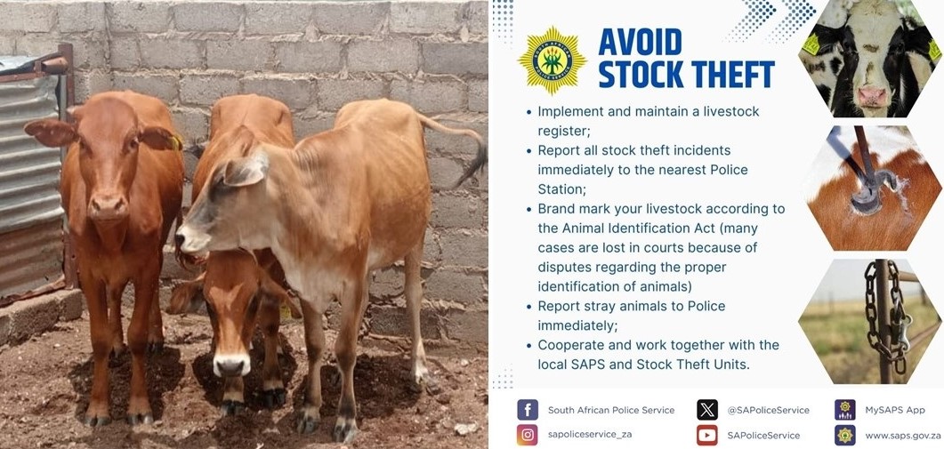 Mokopane stock theft unit impound three cattle and call for owners to come forth