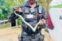 1.2 Metre Boomslang captured in Hazelmere