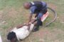 Cable theft suspect apprehended in Newlands West