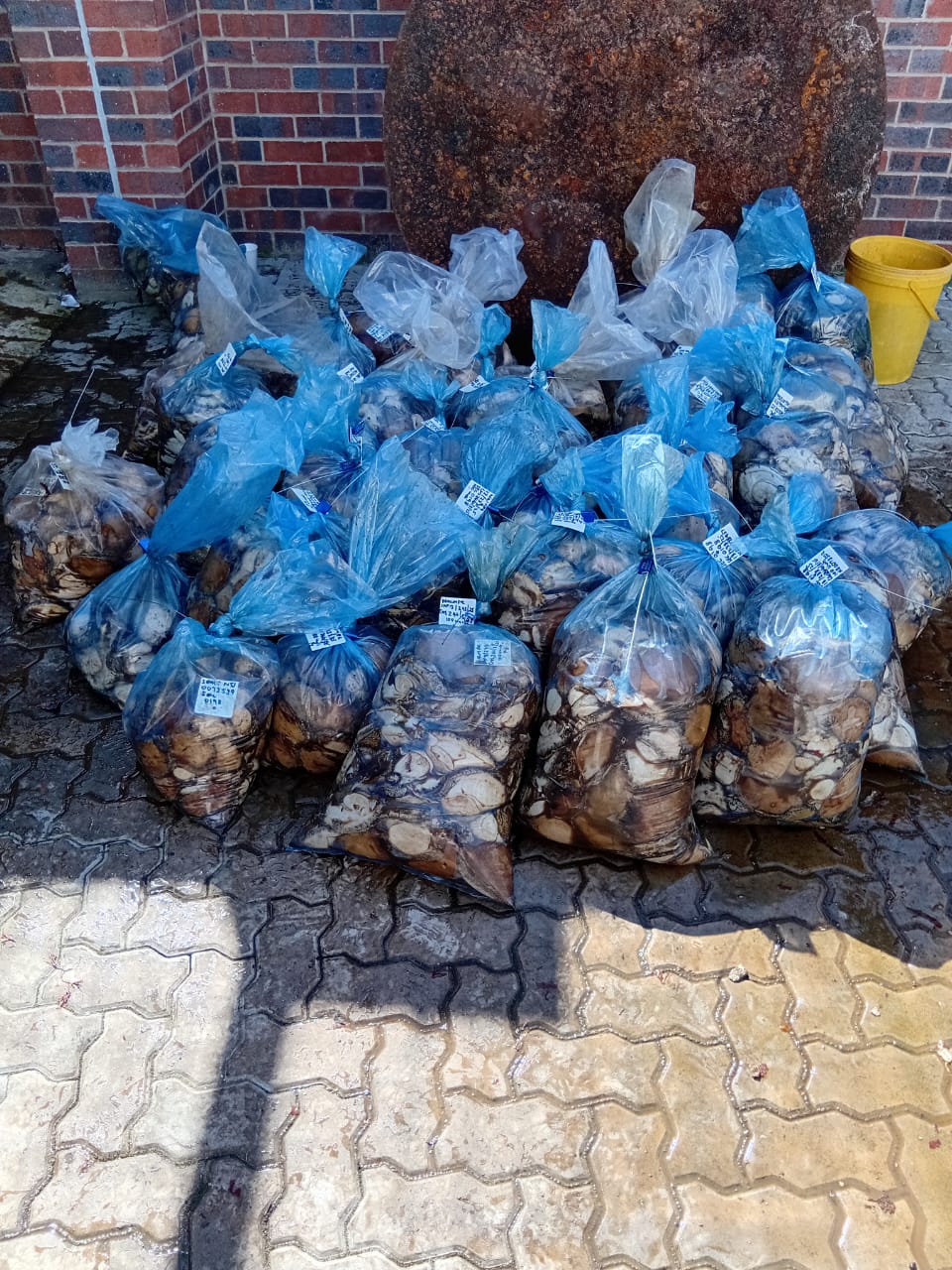 Police seizes abalone worth R500 000