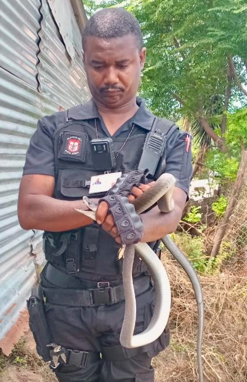 2.2 Meter Black Mamba captured in Buffelsdraai